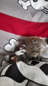 Пара ігрунок біловухих