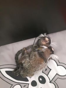 Пара ігрунок біловухих