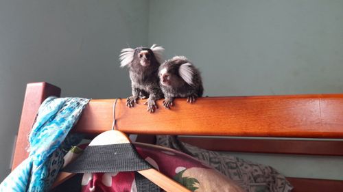 Пара ігрунок біловухих