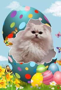 Британська довгошерста