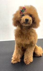 Пудель Той red дівчинка