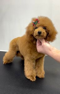 Пудель Той red дівчинка