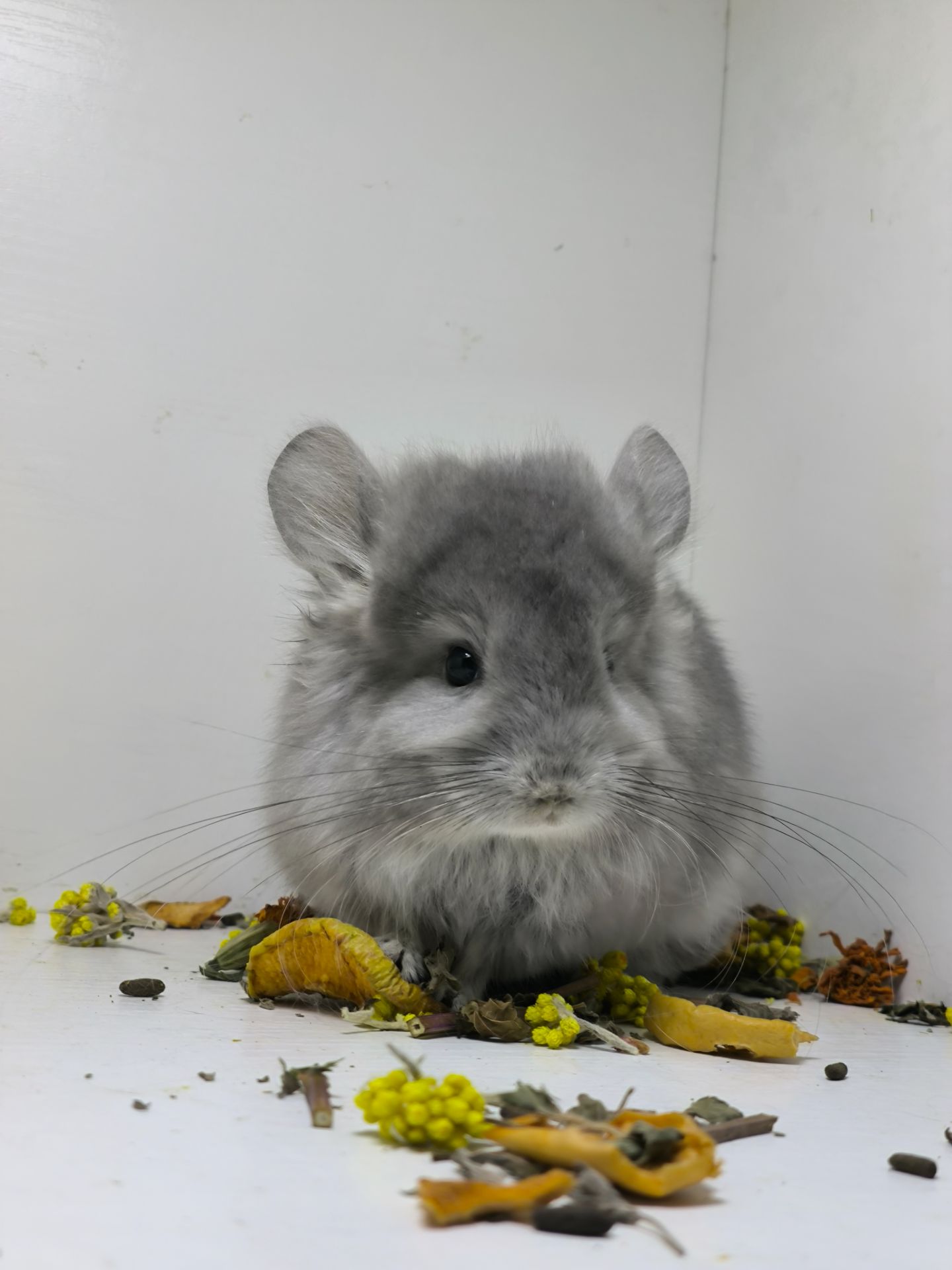 Хлопчик шиншила фіолетова Ангора