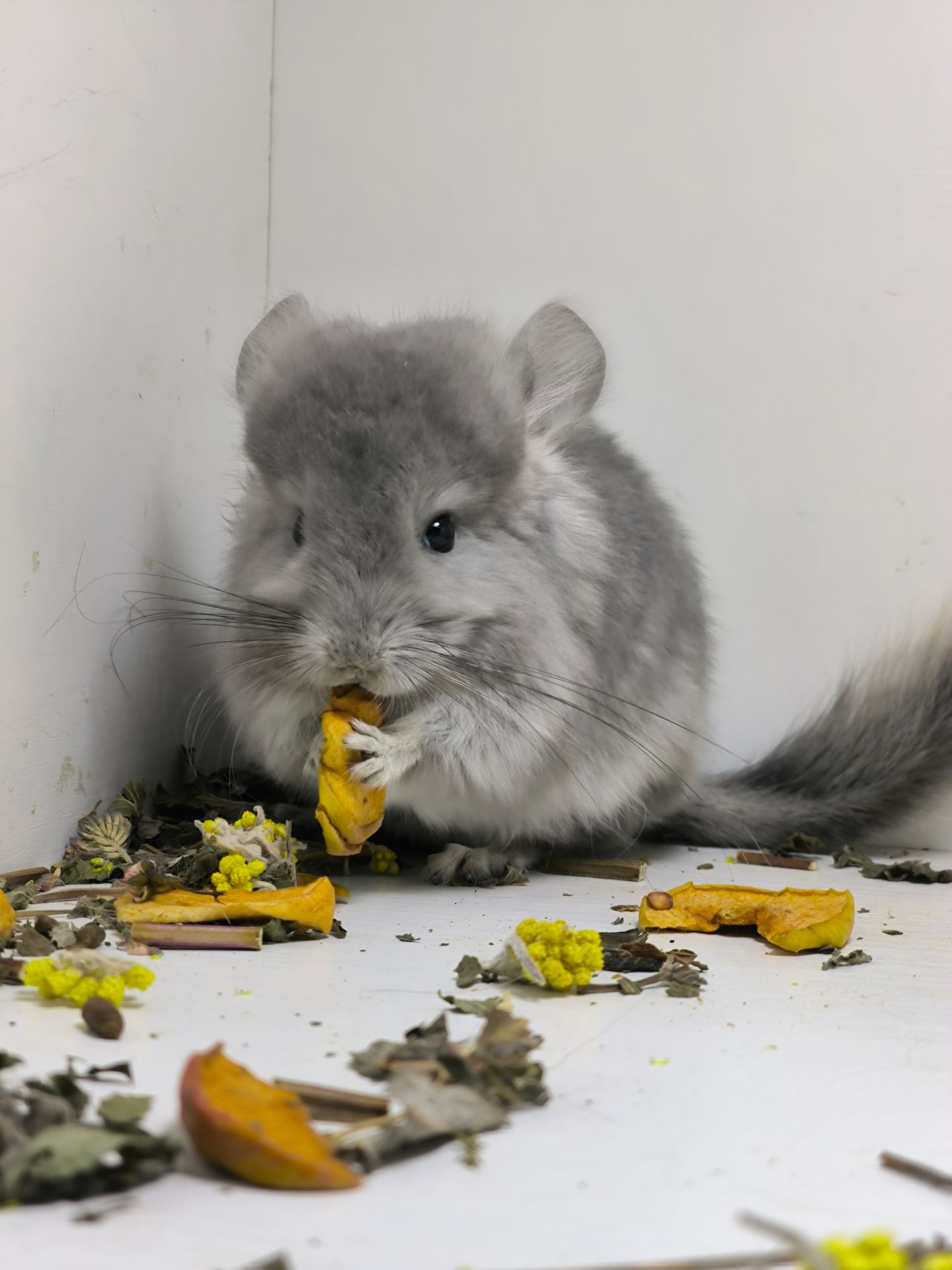 Хлопчик шиншила фіолетова Ангора