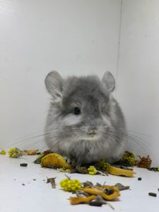 Хлопчик шиншила фіолетова Ангора