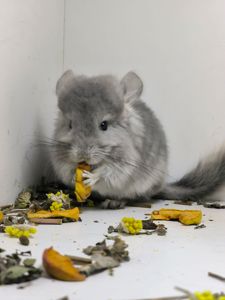 Хлопчик шиншила фіолетова Ангора