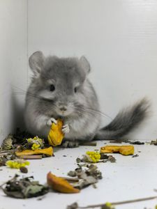 Хлопчик шиншила фіолетова Ангора