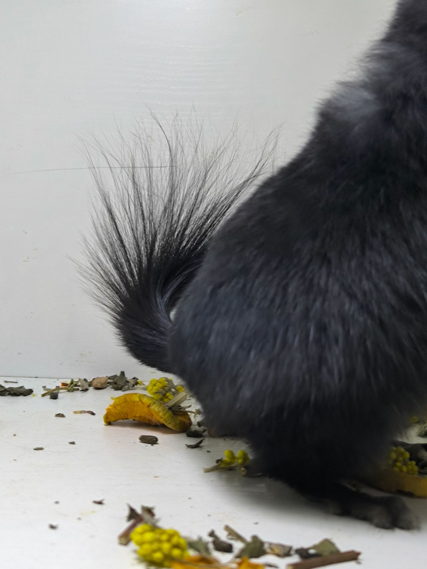 Чорний красень Ангора