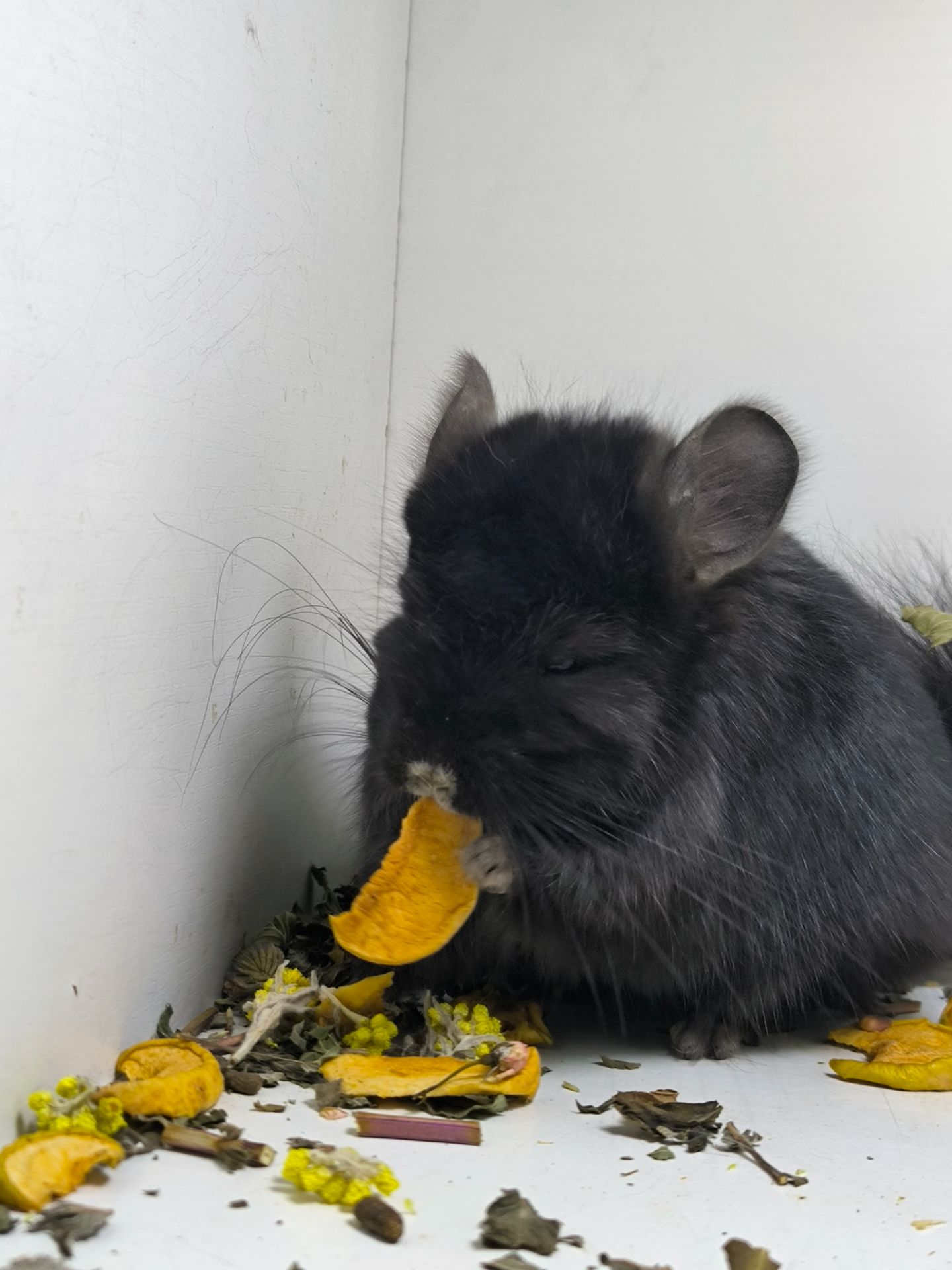 Чорний красень Ангора