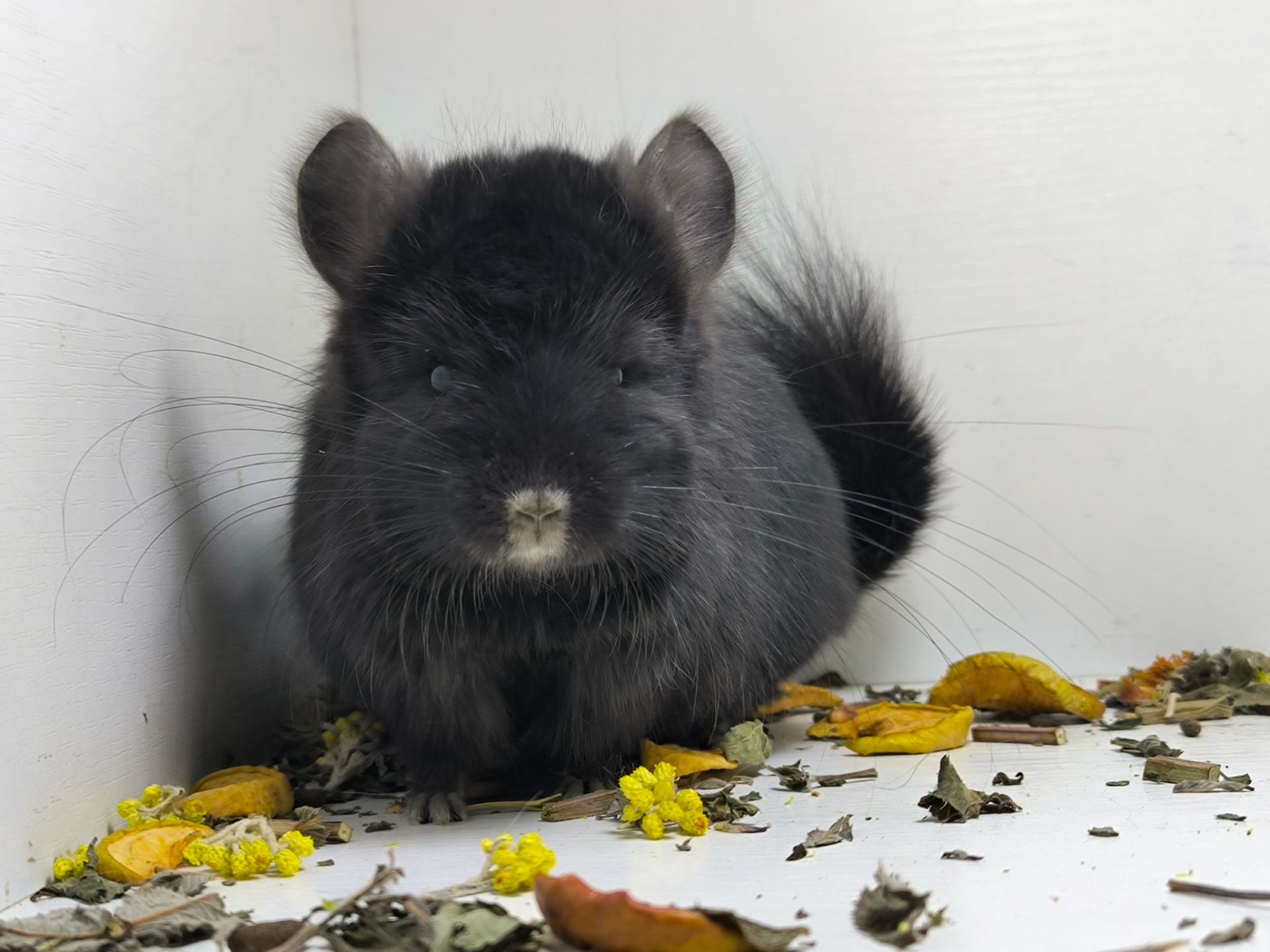 Чорний красень Ангора