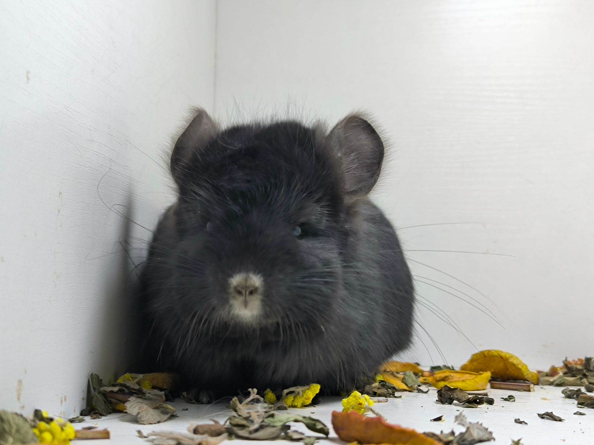 Чорний красень Ангора