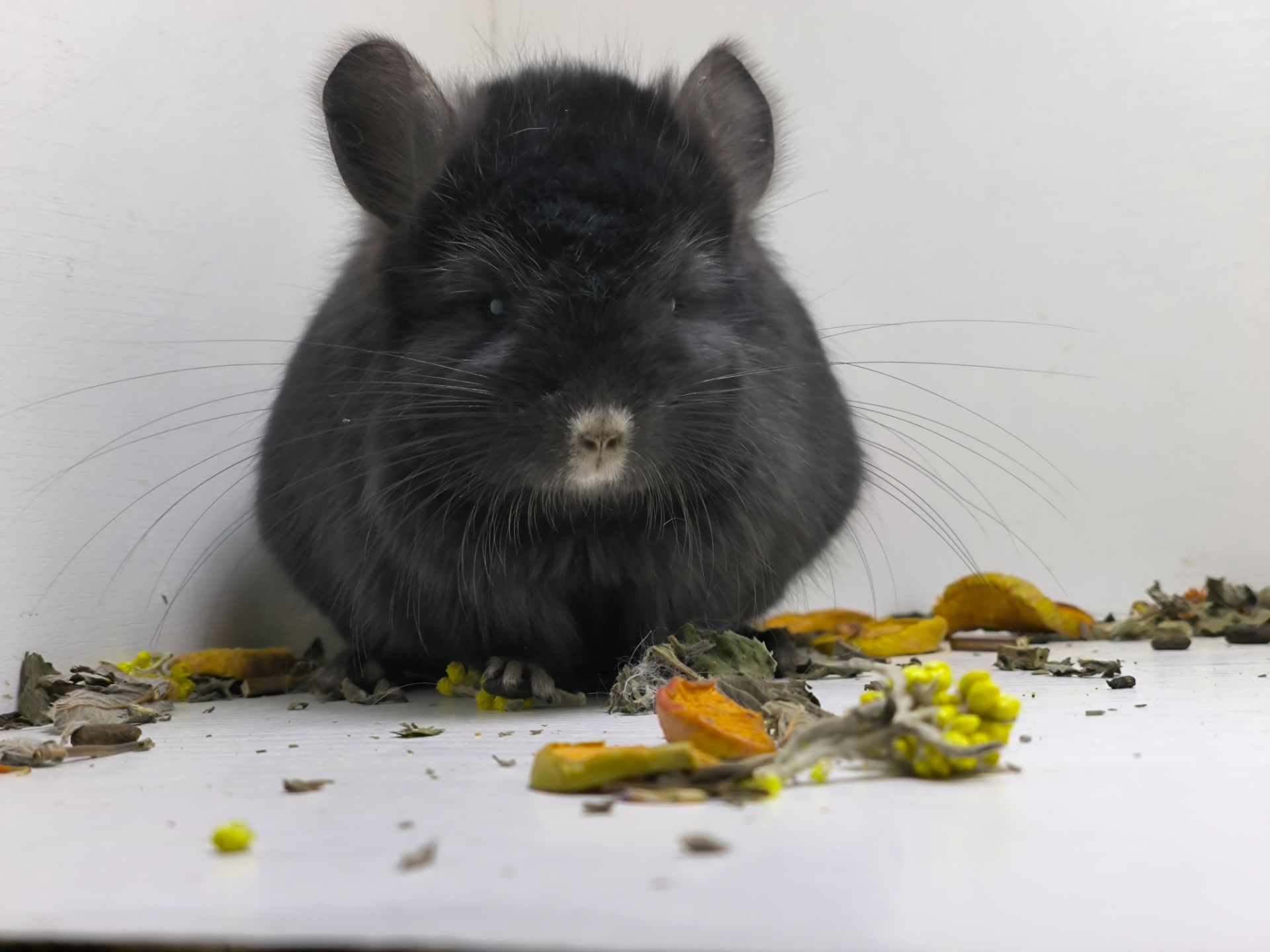 Чорний красень Ангора