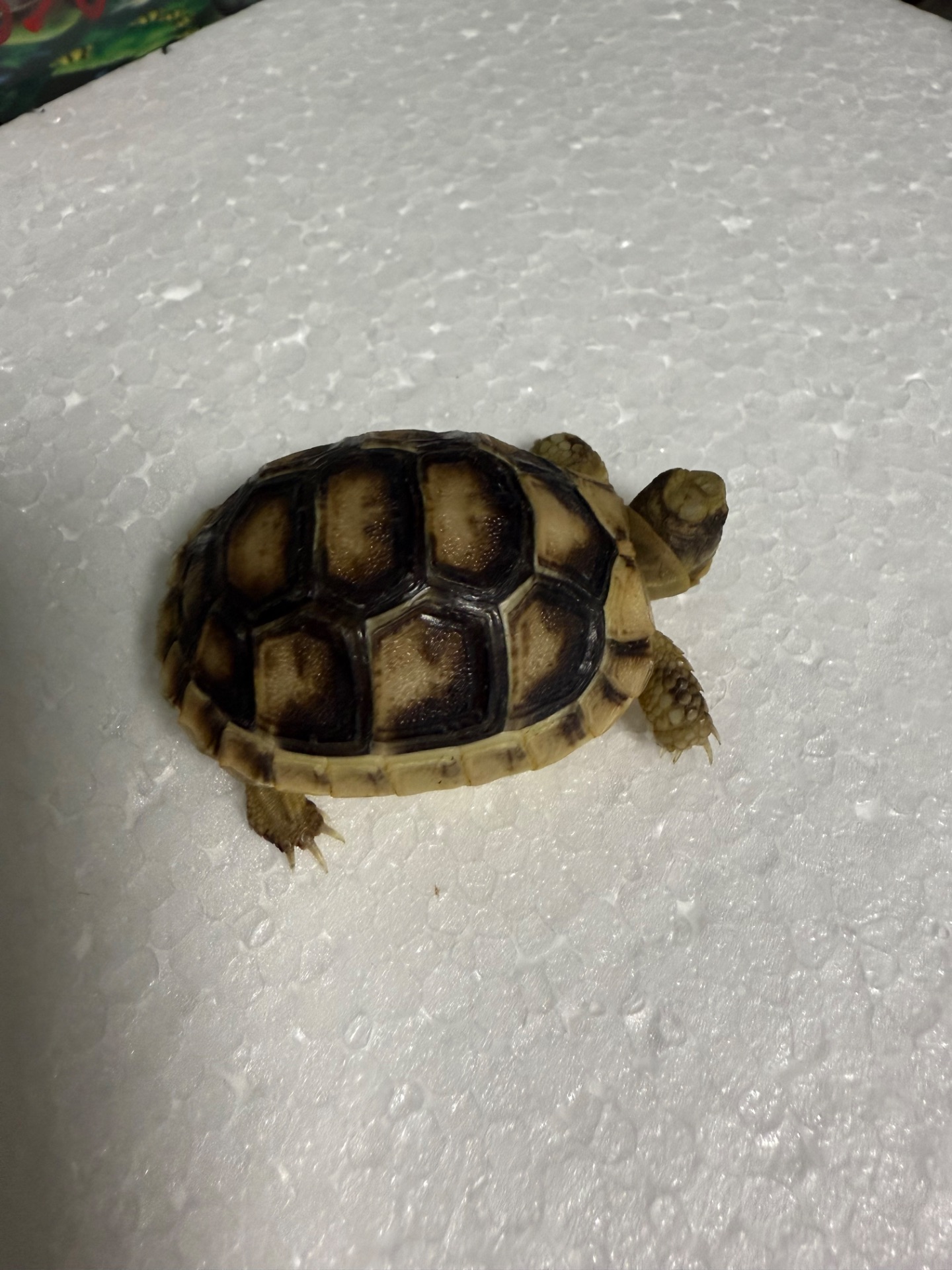 Маленька Облямована сухопутна черепаха. Залишились 2 шт