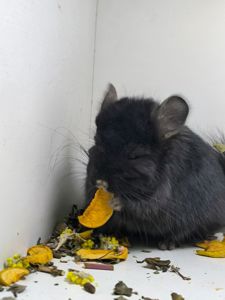 Чорний красень Ангора