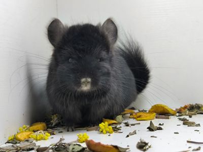 Чорний красень Ангора