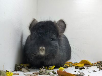 Чорний красень Ангора