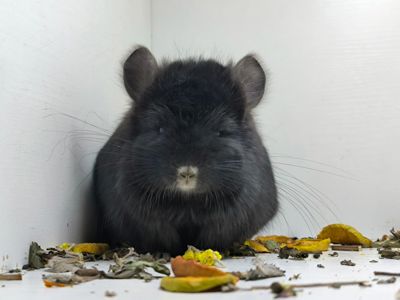 Чорний красень Ангора