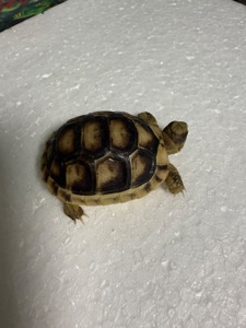 Маленька Облямована сухопутна черепаха. Залишились 2 шт