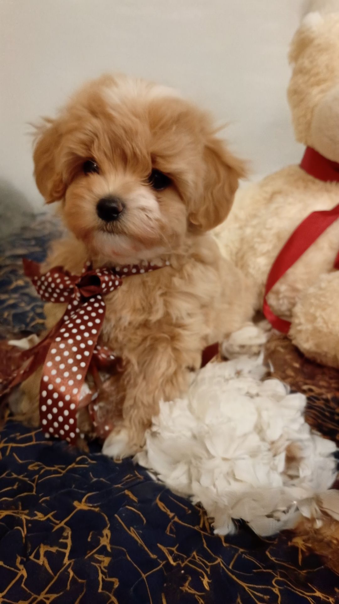 Лялькові бебі фейс мальтіпу Ф1 хлопчики