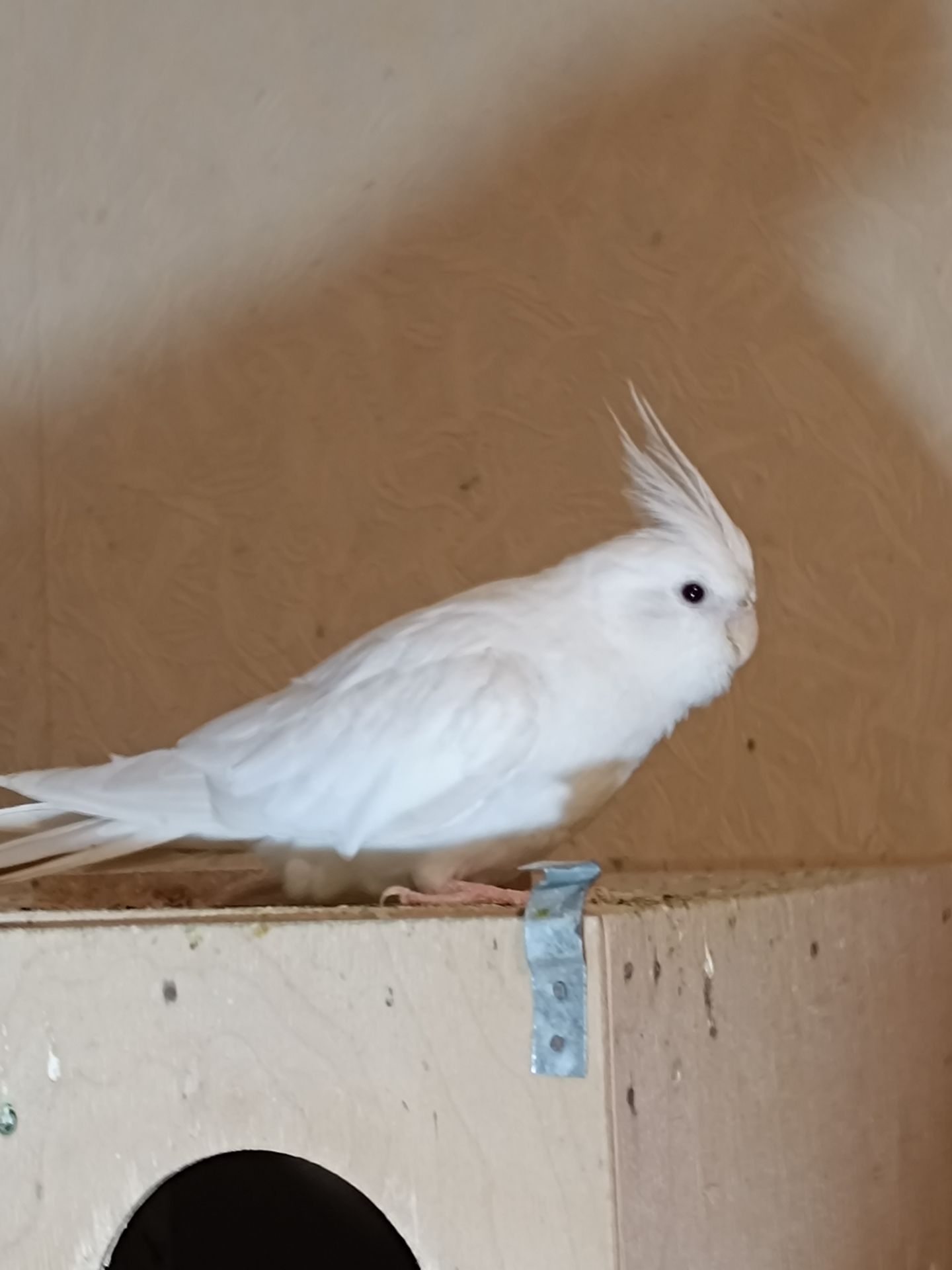 Малыши корелл