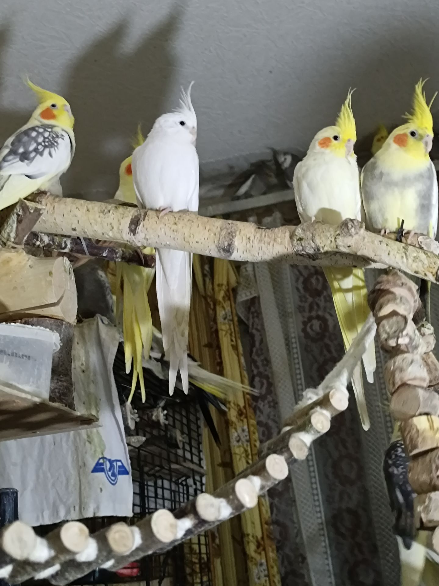 Малыши корелл