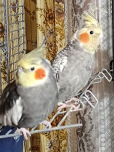 Малыши корелл