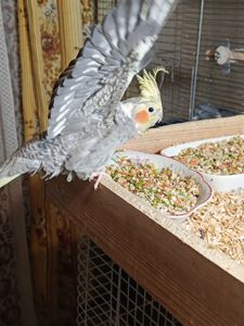 Малыши корелл