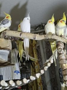 Малыши корелл