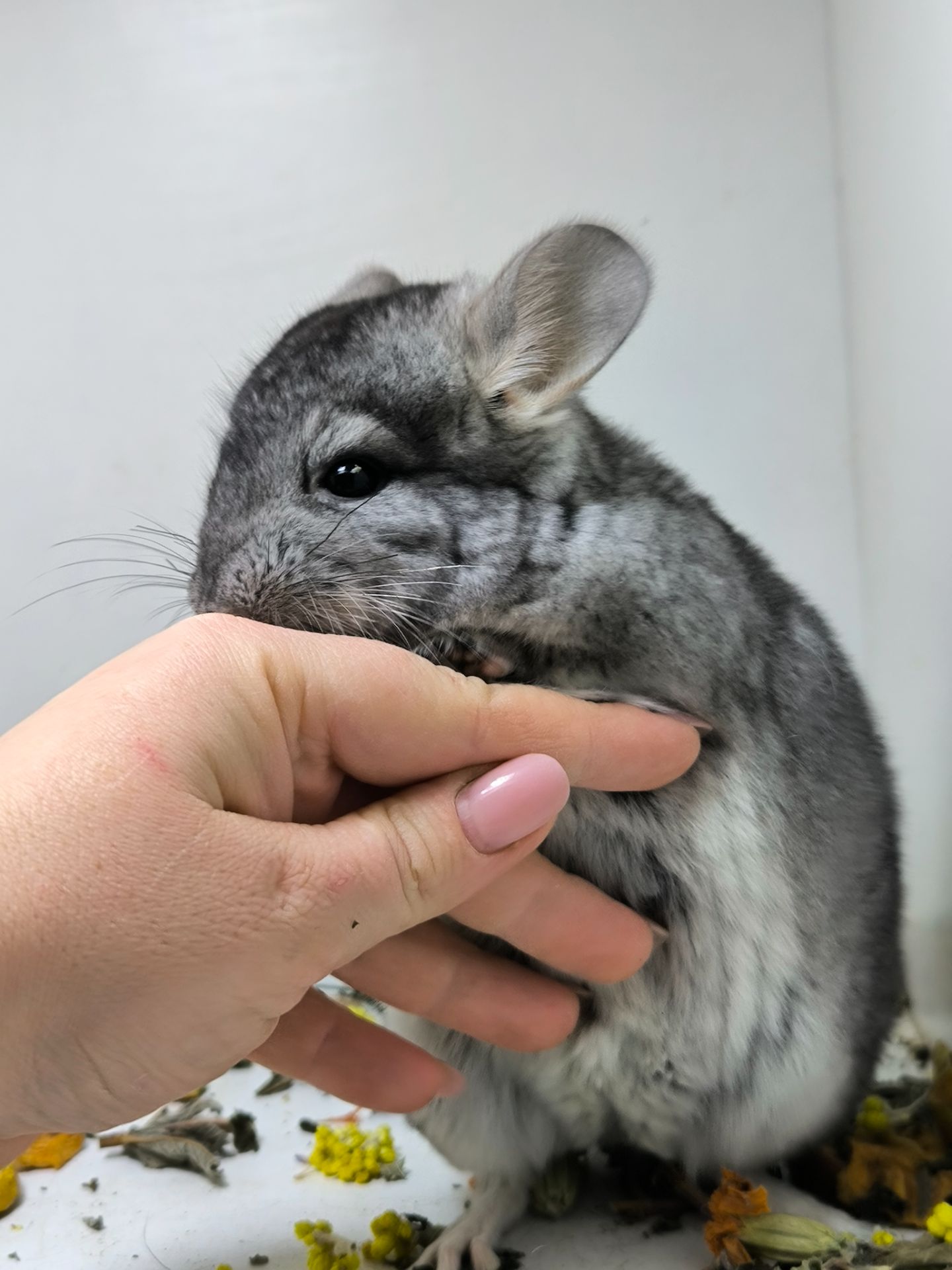 Гарна дівчинка шиншила