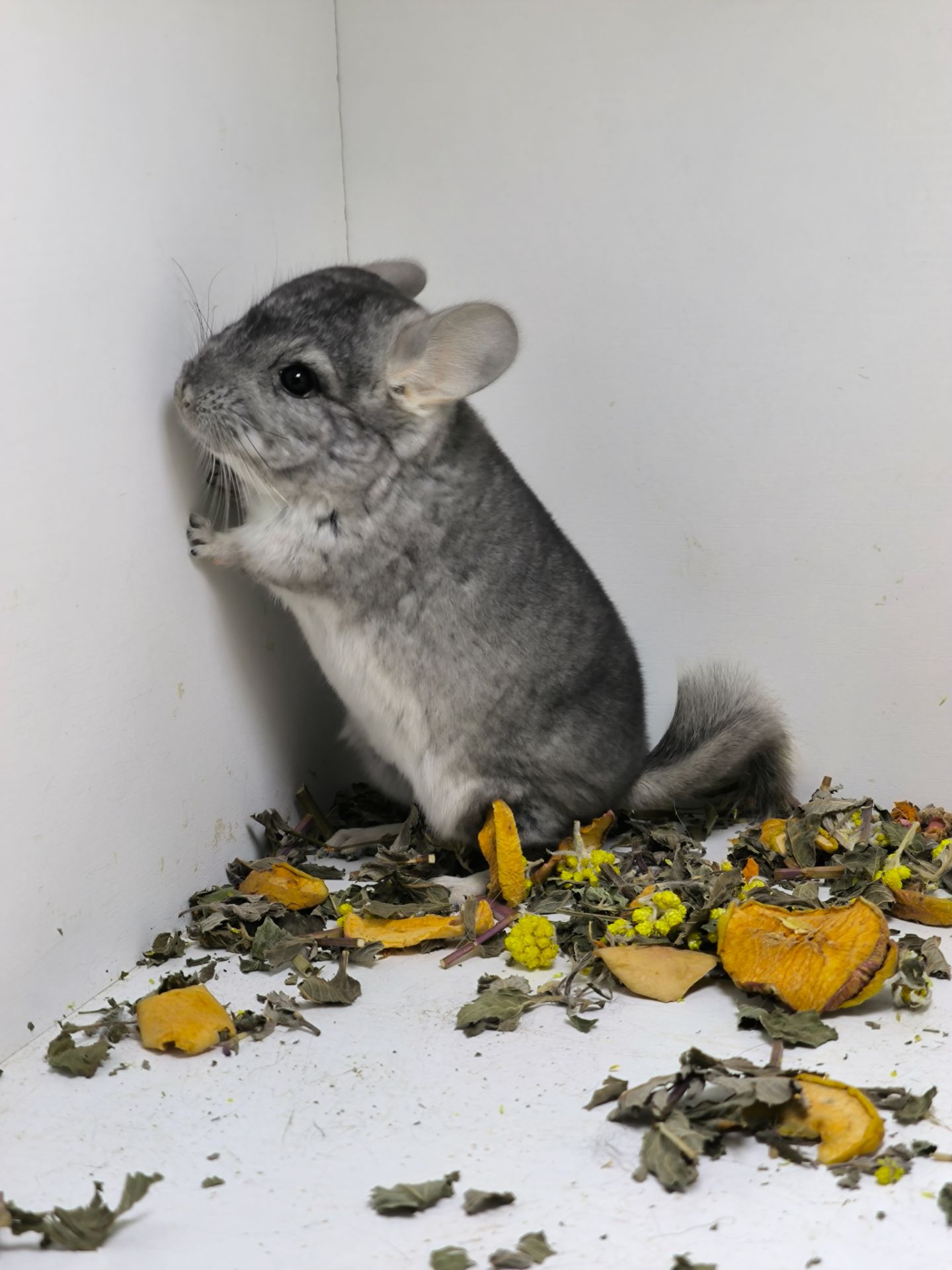 Шиншила хлопчик носій сапфіру, Ангору і фіолету