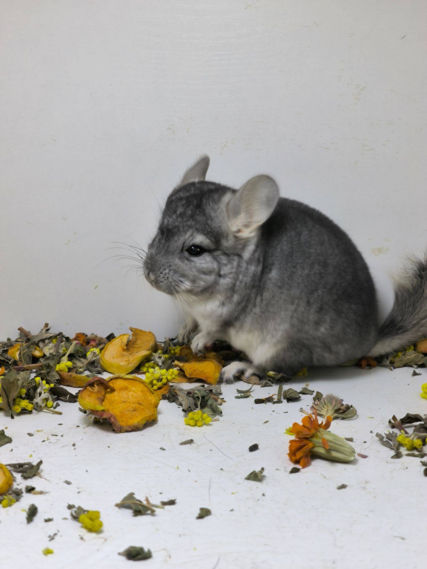 Шиншила хлопчик носій сапфіру, Ангору і фіолету