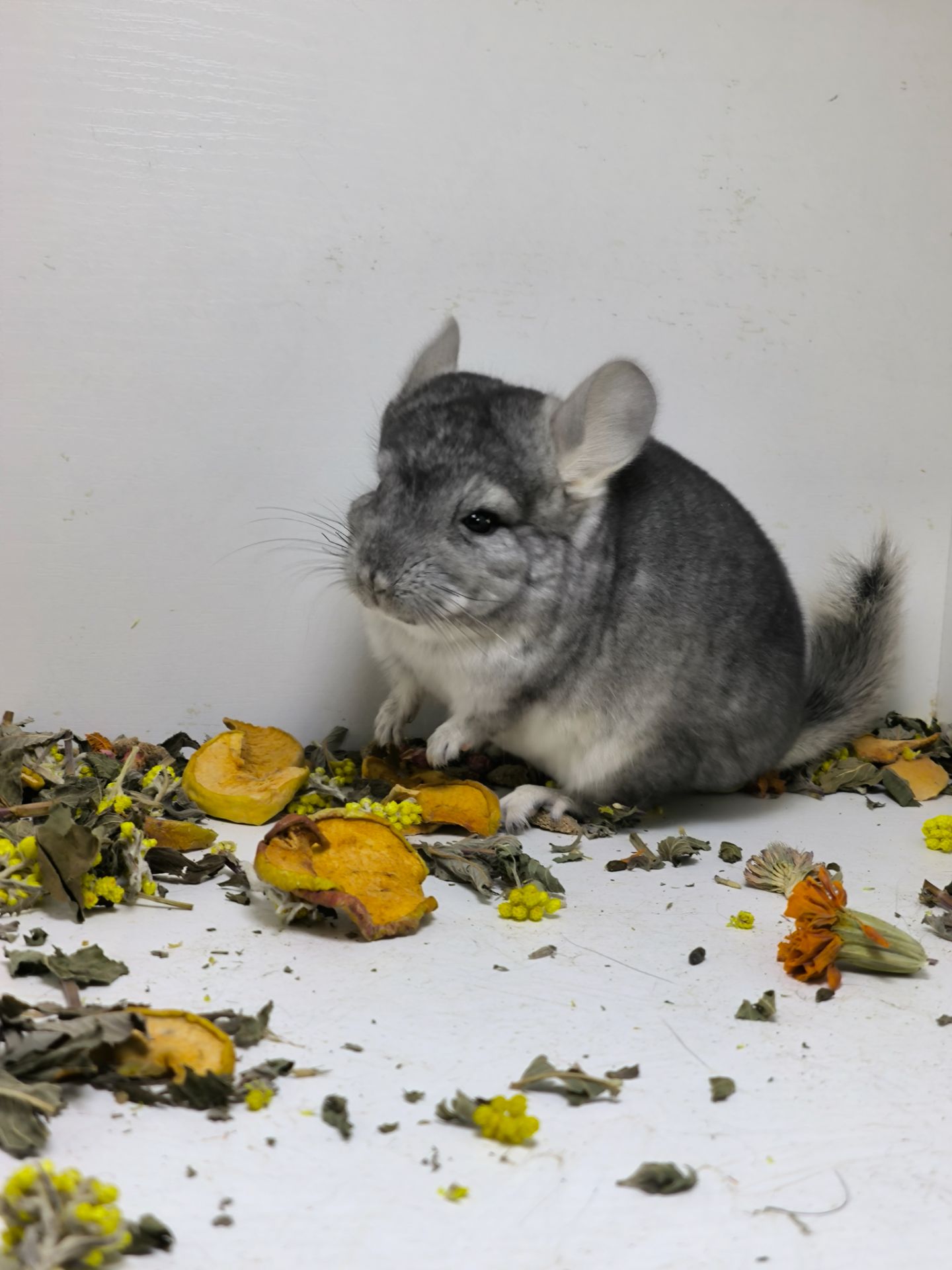 Шиншила хлопчик носій сапфіру, Ангору і фіолету