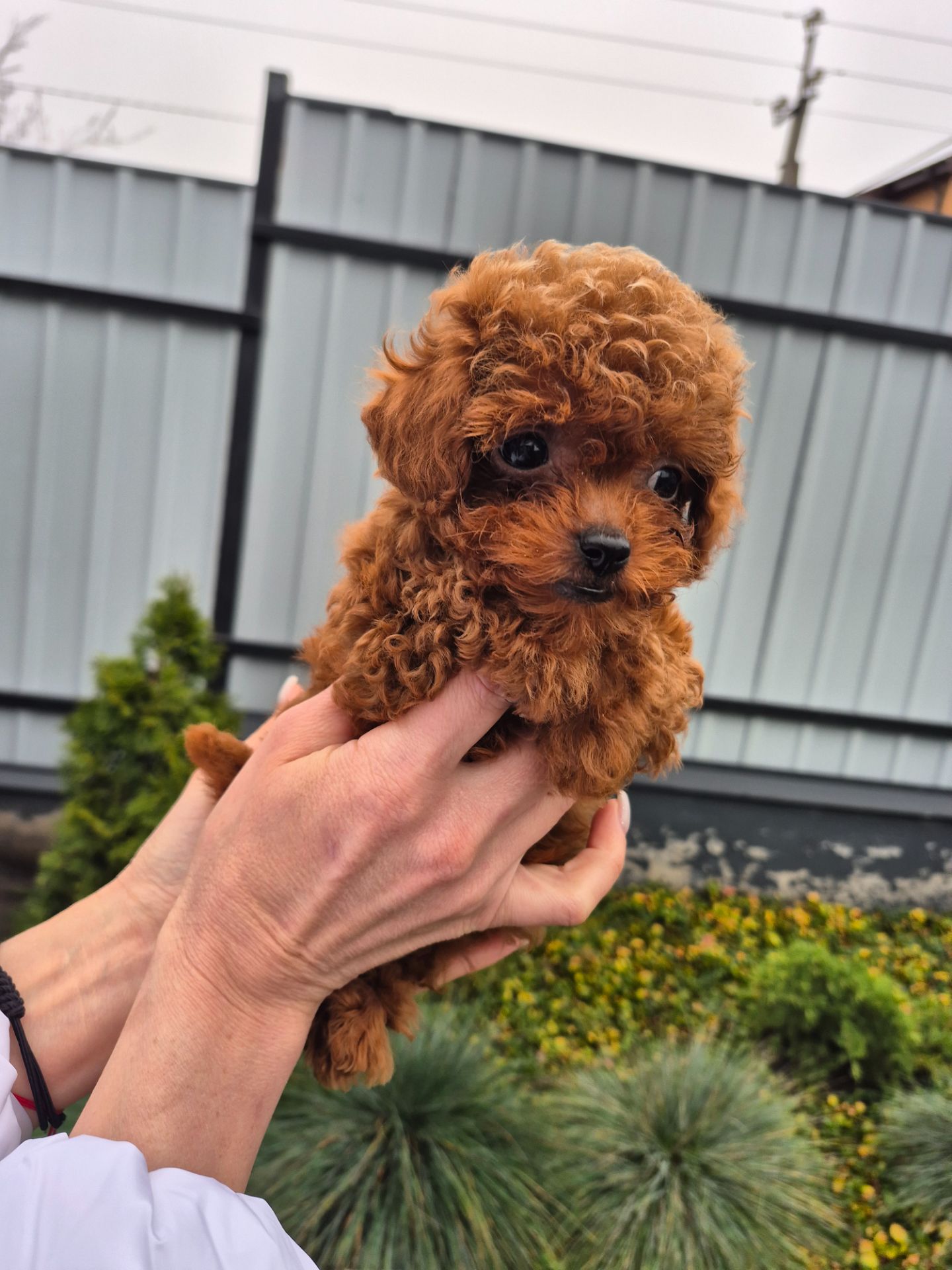 Дівчинка той пудель