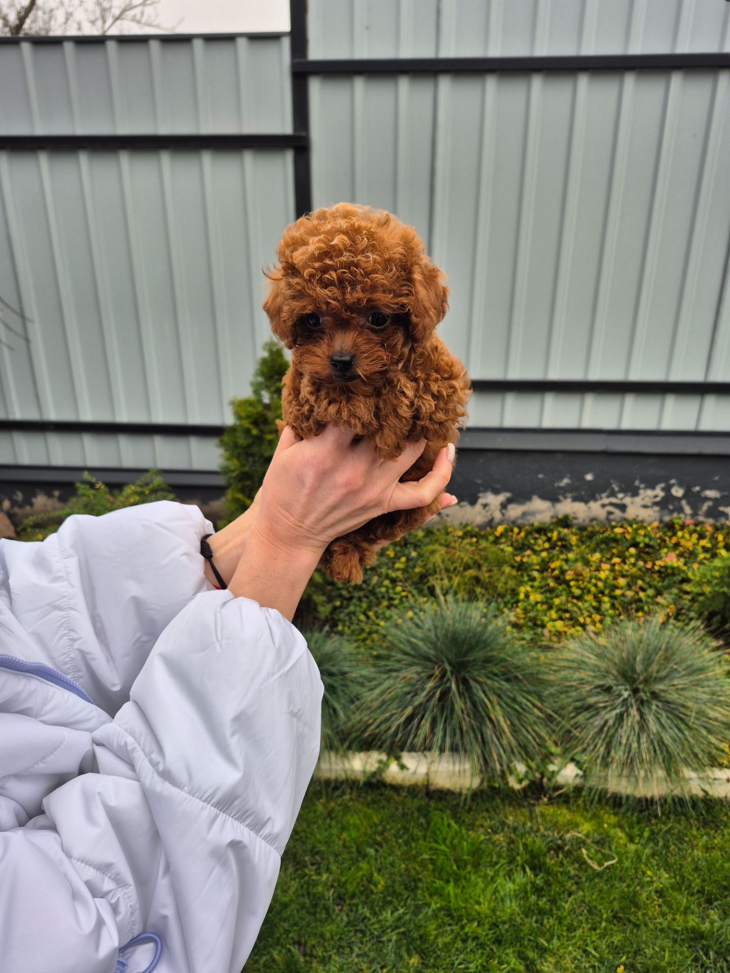 Дівчинка той пудель