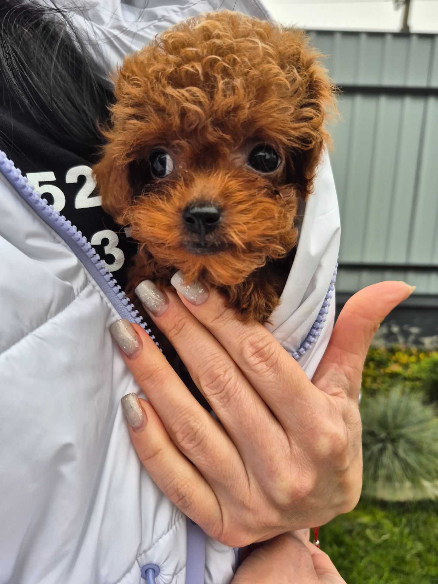 Дівчинка той пудель