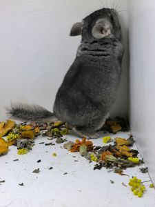 Шиншила хлопчик носій сапфіру, Ангору і фіолету