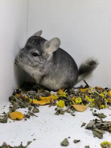 Шиншила хлопчик носій сапфіру, Ангору і фіолету