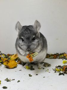 Шиншила хлопчик носій сапфіру, Ангору і фіолету