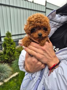 Дівчинка той пудель