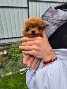 Дівчинка той пудель