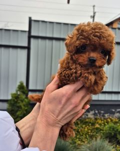 Дівчинка той пудель