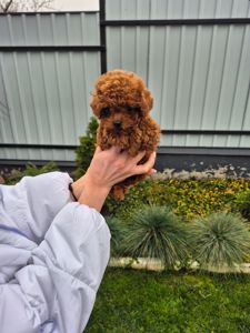 Дівчинка той пудель