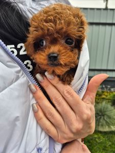 Дівчинка той пудель