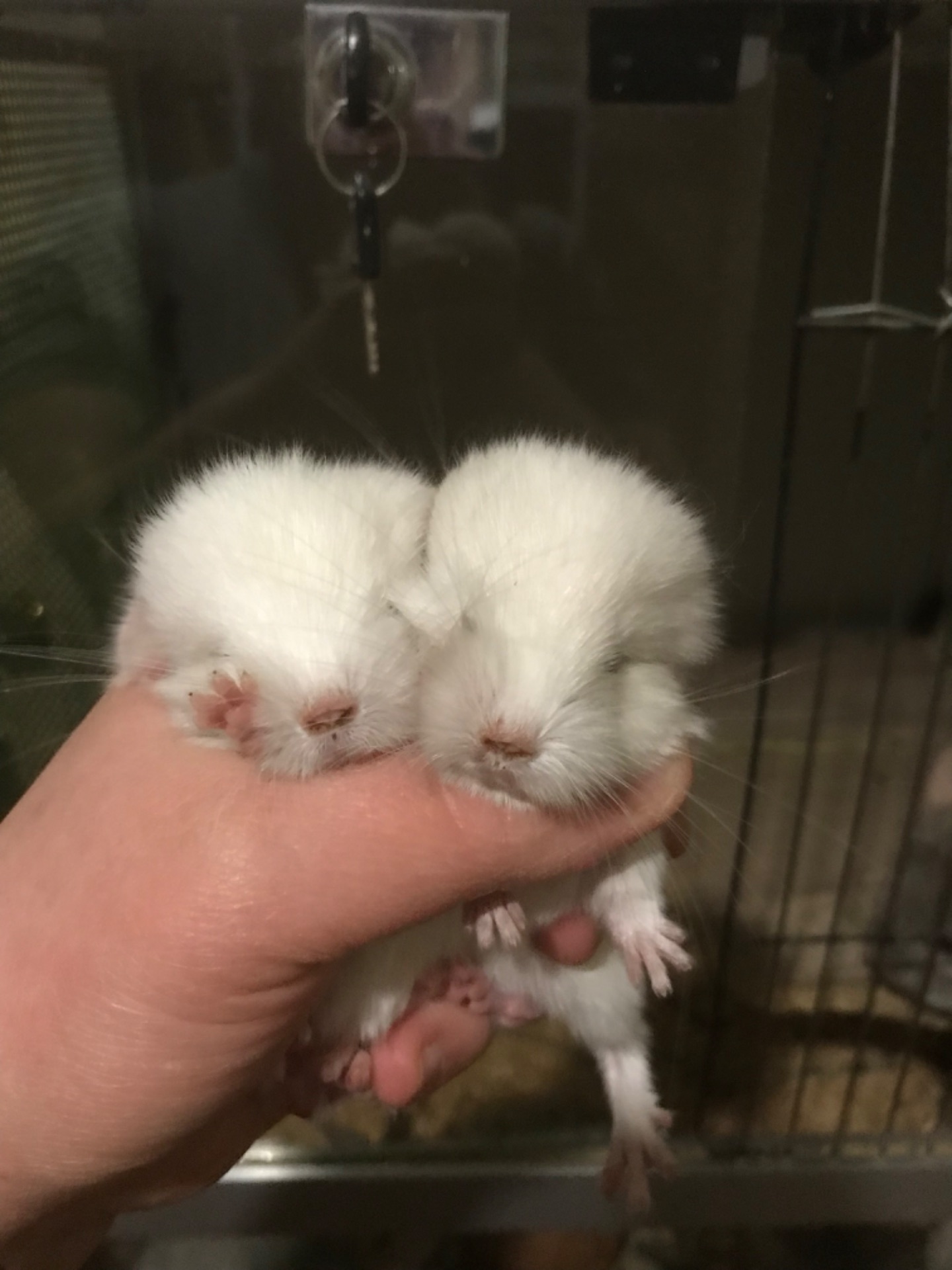 Братики шиншили білорожеві ебоні носії фіолету (можливо фіолети)