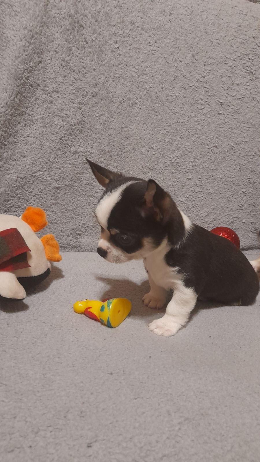 Продам хлопчика чихуахуа