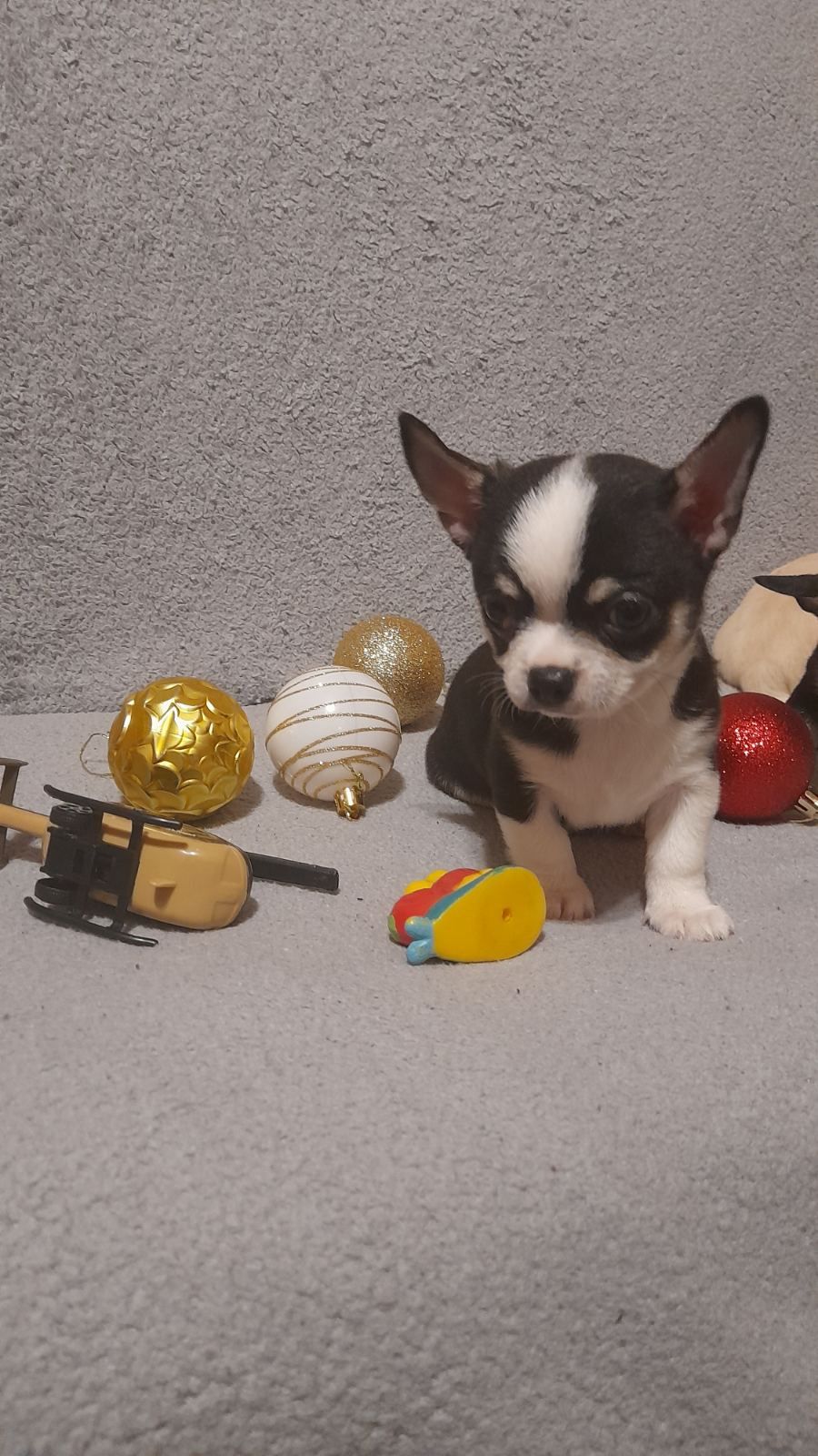 Продам хлопчика чихуахуа