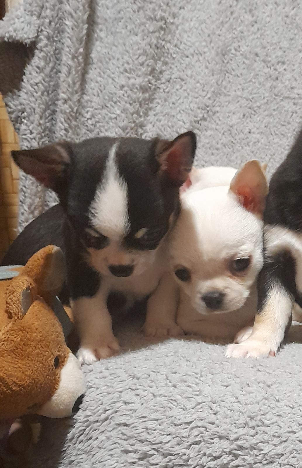 Продам хлопчика чихуахуа