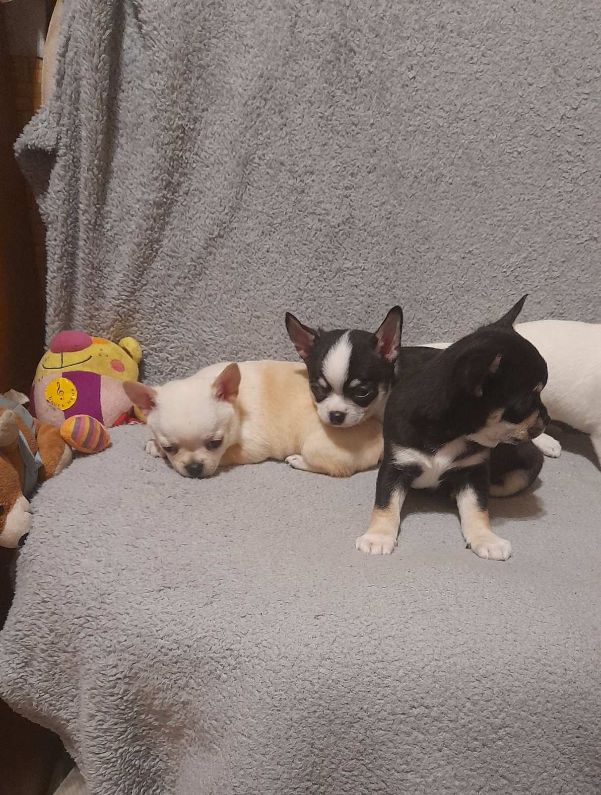 Продам хлопчика чихуахуа