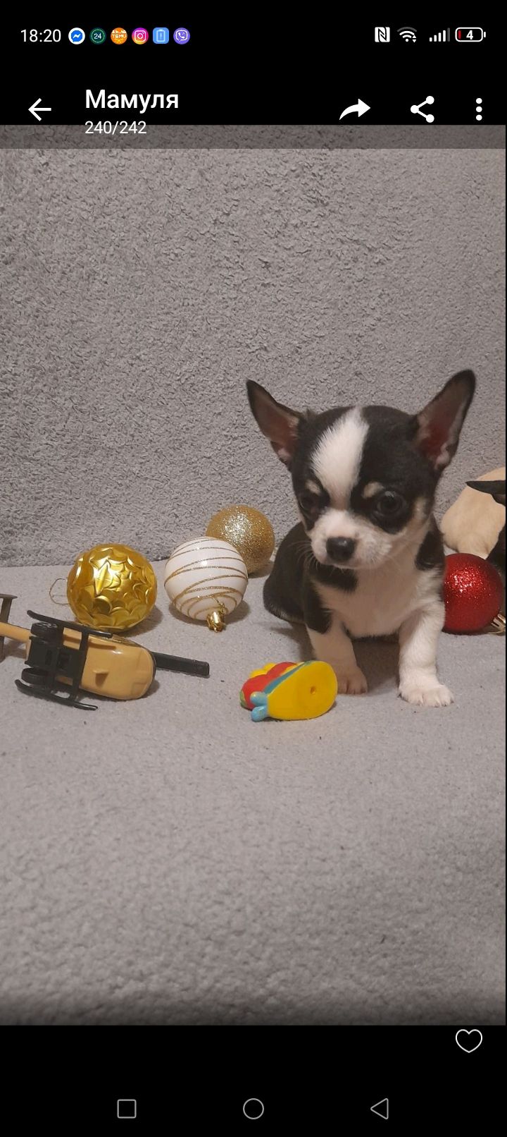 Продам хлопчика чихуахуа