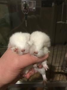 Братики шиншили білорожеві ебоні носії фіолету (можливо фіолети)